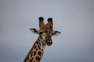 Detailed close-up of a giraffe's head with a plain blue sky backdrop, perfect for wildlife and nature themes.