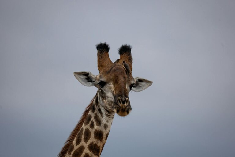 Detailed close-up of a giraffe's head with a plain blue sky backdrop, perfect for wildlife and nature themes.